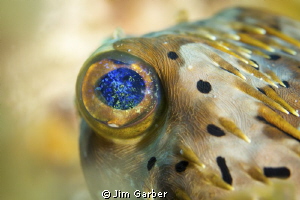 Balloonfish eye - Utila by Jim Garber 